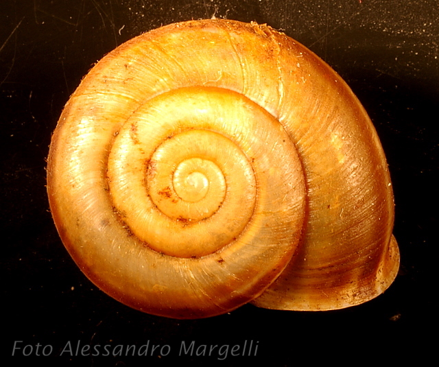 Chilostoma (Campylaea)planospira occultatum (Paulucci, 1886)